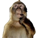 emoji_13 emote