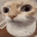 cat_huh_Dot_GG_femboiss Emote