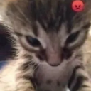angrycat emote
