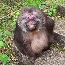 MANKY emote