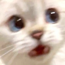 CatWhaaa Emote