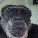 Krytoi_makaka_bababoesky emote