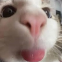 hehehe emote