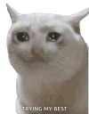 sadcat emote