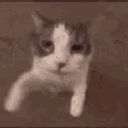 gelopm emote