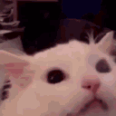 EVs_02catrageuwu emote