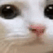 no_anime5 Emote