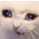 catcry emote