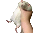 hampter Emote