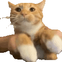 3950catkeyboardbounce emote