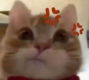 ermm emote