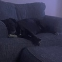 dogsleep Emote