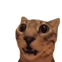 Cat_surprised Emote