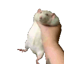 shake emote