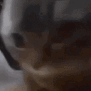 cat_chipchapa emote