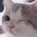 CatWink emote