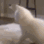 catd emote