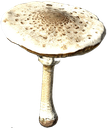 macrolepiotamush emote