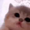 luna emote
