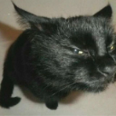 Side_eyecat emote