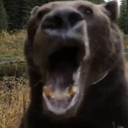 BearReaction emote