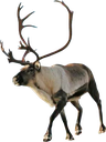 reindeer emote