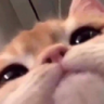 a_cat_cute_hello_kitty_stare emote