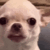 Dogs Emote