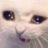 cat_sob Emote