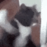 catsmash Emote
