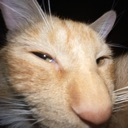 SusGinger emote
