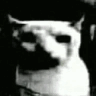 8944catdespair emote