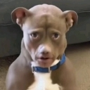 emoji_49 Emote