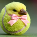gfbirb emote