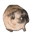 PugDance emote