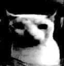 bro Emote