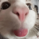 cat emote