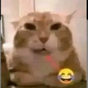 Cat emote