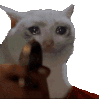 GIFSadCatGun Emote