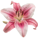 0_lilly Emote