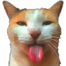 bleh_cat emote