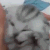 yayhawar emote