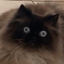 dafuq emote