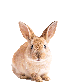 1053055052312485949 emote