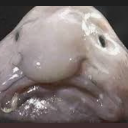 emoji_19 Emote