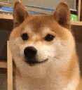 SR_shibateeth emote