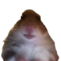 hamster_staring emote