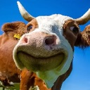 m_cow emote