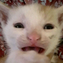cattraumatized Emote