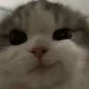 catsmirk emote